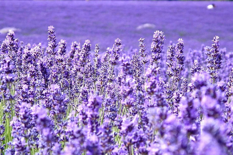 Lavender Provance 100+ Non-Gmo Seeds Herb & Flower Garden Garden Plants