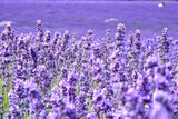 Lavender Provance 100+ Non-Gmo Seeds Herb & Flower Garden Garden Plants
