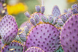 ARIZONA PURPLE PRICKLY PEAR CACTUS seeds opuntia macrocentra rare purple cacti,to Orchids
