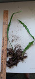 3 Rooted Epiphyllum cuttings. Orchids