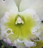 ORCHID PLANTS Elc chunfong apple chief  2 stem bare root Orchids
