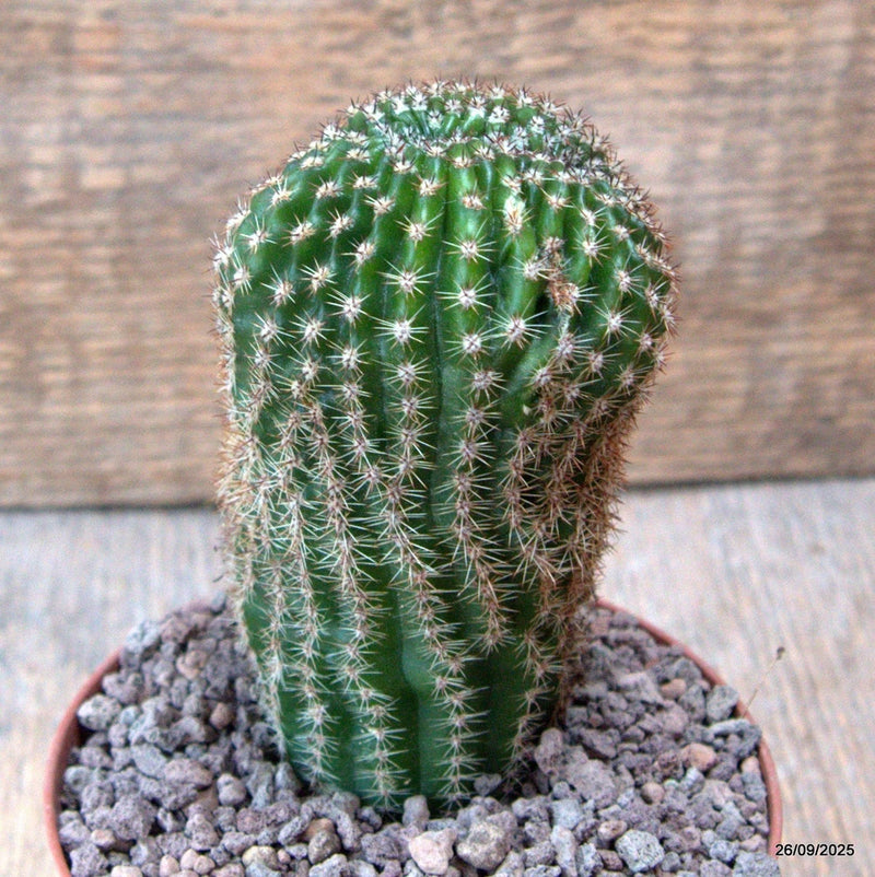 D6701 ECHINOPSIS EYRIESTII DICHOTOMIC pot10-H11-W6 cm MaMa Cactus Green Plant