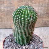 D6701 ECHINOPSIS EYRIESTII DICHOTOMIC pot10-H11-W6 cm MaMa Cactus Green Plant