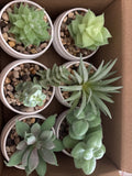 Der Rose Fake Succulents Decor Set Of 6 Plants Green Plant