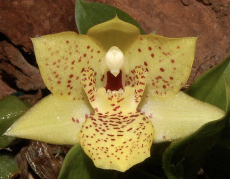 Meadow Gold orchid flower with speckled yellow petals and white center