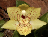 Meadow Gold orchid flower with speckled yellow petals and white center