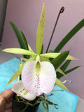 (743) Bc.Walter August 'Ronde' x B.Venosa   BS Orchids