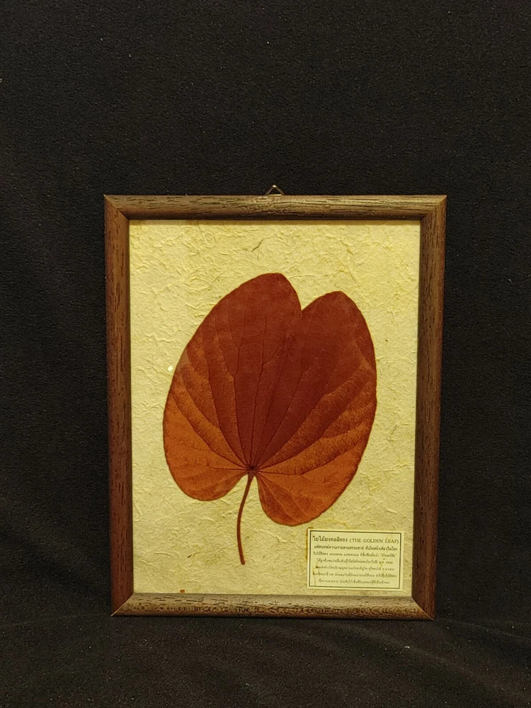 The Golden Leaf "Bauhinia Aureifolia" Pressed & Framed Leaf Dried Flower