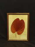 The Golden Leaf "Bauhinia Aureifolia" Pressed & Framed Leaf Dried Flower