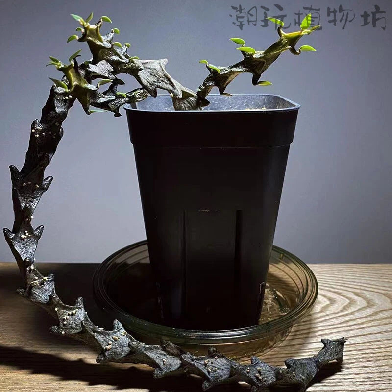 Succulent vine plant in black pot with small green leaves, arched stems