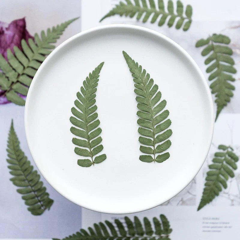 12-piece pressed dried fern leaves, green leaflets on a round dish for crafts