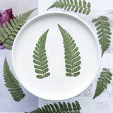 12PCS real Pressed dried leaves, Floral supply for art craft FSS101 Dried Flower