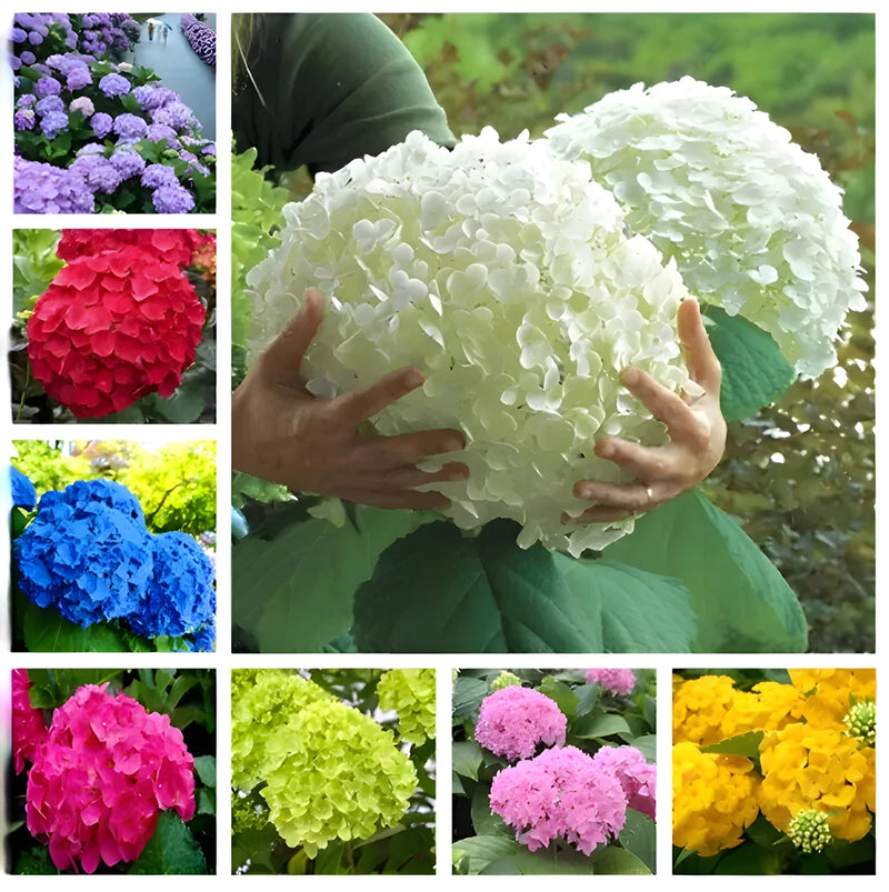 25PCS HYDRANGEA SEEDS Garden Plant Flower rare exotic USA seller FREE shipping Garden Plants