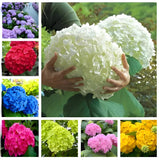 25PCS HYDRANGEA SEEDS Garden Plant Flower rare exotic USA seller FREE shipping Garden Plants