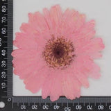 One Piece Real Pressed Dried daisy Flower, Dyed color Pink Flower Head FHT45 #2 Dried Flower