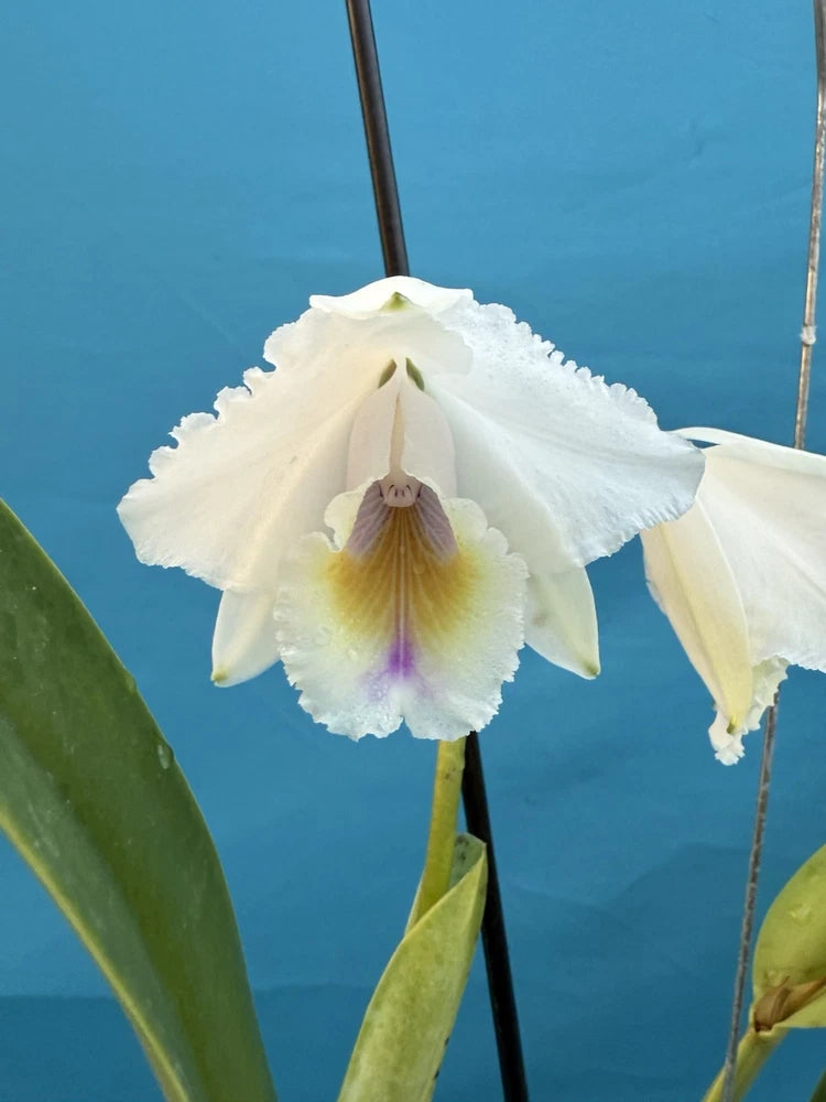 White orchid flower with purple-yellow center on green leaves