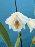 Cattleya quadricolor (Tipo X Orlata) Miranda BS Orchid Eros Species 4.5Ó Pot Orchids