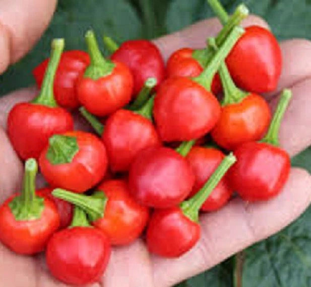 25+ seeds Wiri Wiri  hot pepper easy grow planting garden spicy hot food Garden Plants