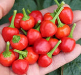 25+ seeds Wiri Wiri  hot pepper easy grow planting garden spicy hot food Garden Plants