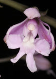 Easy growing species - Epidendrum atacazoicum Orchids