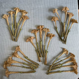 Datura Inoxia Flowers 25 Dried Moonflower 2025 Floral Craft Organic Thornapple Dried Flower