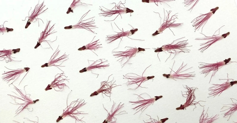 40 pc Bottlebrush natural pressed flowers resin cards candle flower art/crafts S Dried Flower