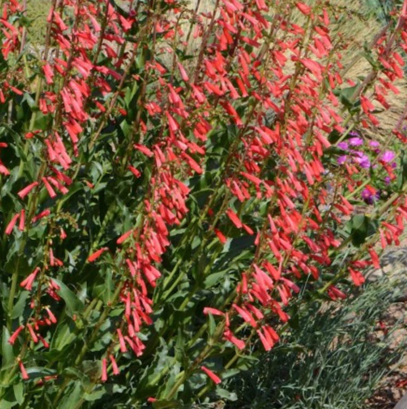 Red beardtongue plant with tubular flower spikes and green leaves