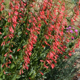Penstemon Eatons Red Hummingbird Beardtongue - Free Shipping Garden Plants