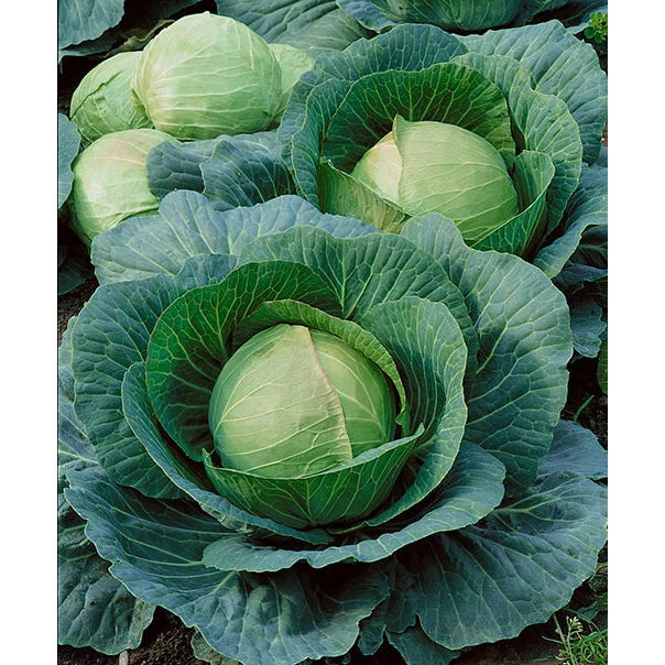 500 DANISH BALLHEAD CABBAGE SEEDSFRESH FOR GARDENS Garden Plants