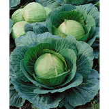 500 DANISH BALLHEAD CABBAGE SEEDSFRESH FOR GARDENS Garden Plants