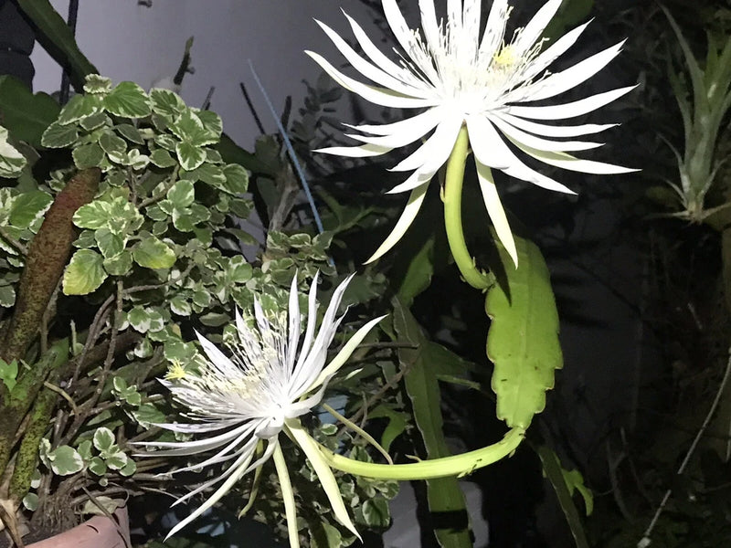 White orchid cactus flowers on green stems, bundle cutting plants