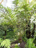 Todea barbara | King Fern | 100 Spores Garden Plants