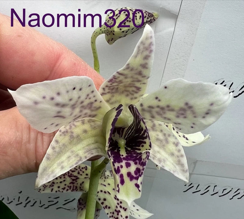 Orchid spray with white petals, yellow-green centers, and dark purple speckled spots