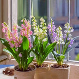 Garden Flower Seeds Garden Plants Lily of the Valley Seeds Plant Seeds Lily