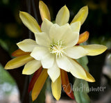 1 Vista Sun Epiphyllum Orchid Cactus Cutting 8-10 inches long Orchids