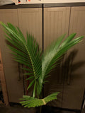 1 __ Tree Live Plant Tropical  1 -2-3 + Green Plant