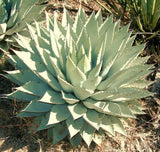 AGAVE PARRYI, rare succulent mescal century plant exotic garden seed 50 SEEDS Garden Plants