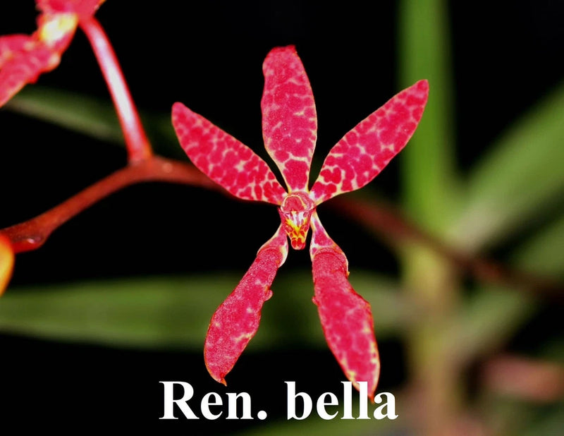 Orchid flower with vivid red, speckled petals and yellow-red center