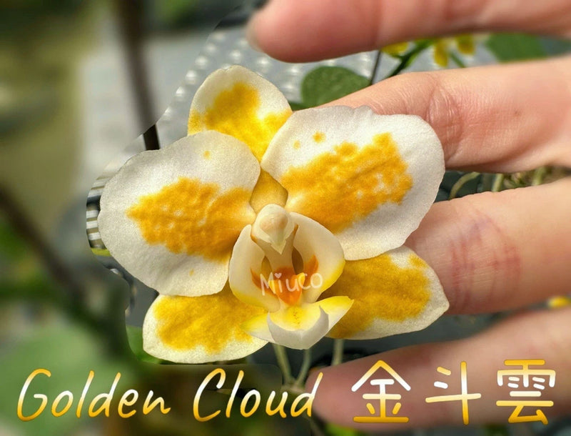 White and yellow Phalaenopsis orchid flower with three petals and center lip