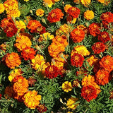 Tagetes Patula French Marigold Garden Flower Seed Mix - 1000 Seeds 1 Garden Plants