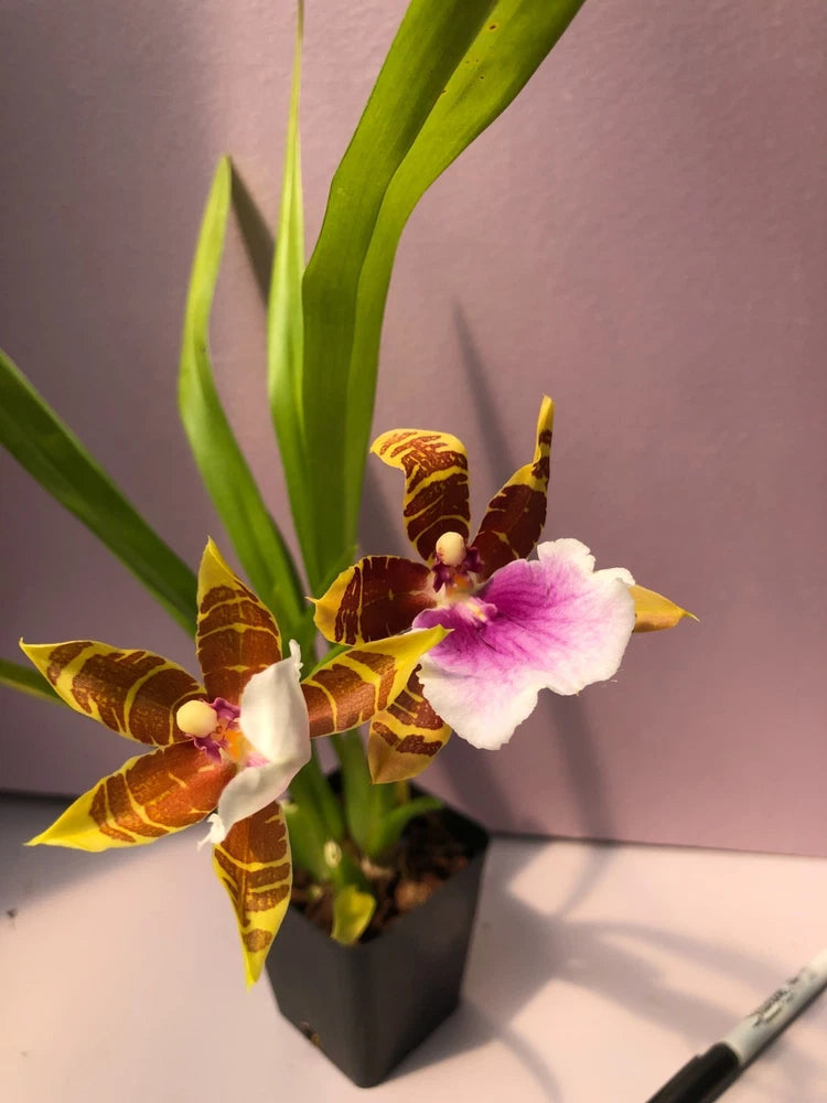 (188a1)  Milt.Dee Fujitake 'Kaley Cat'   FS Orchids