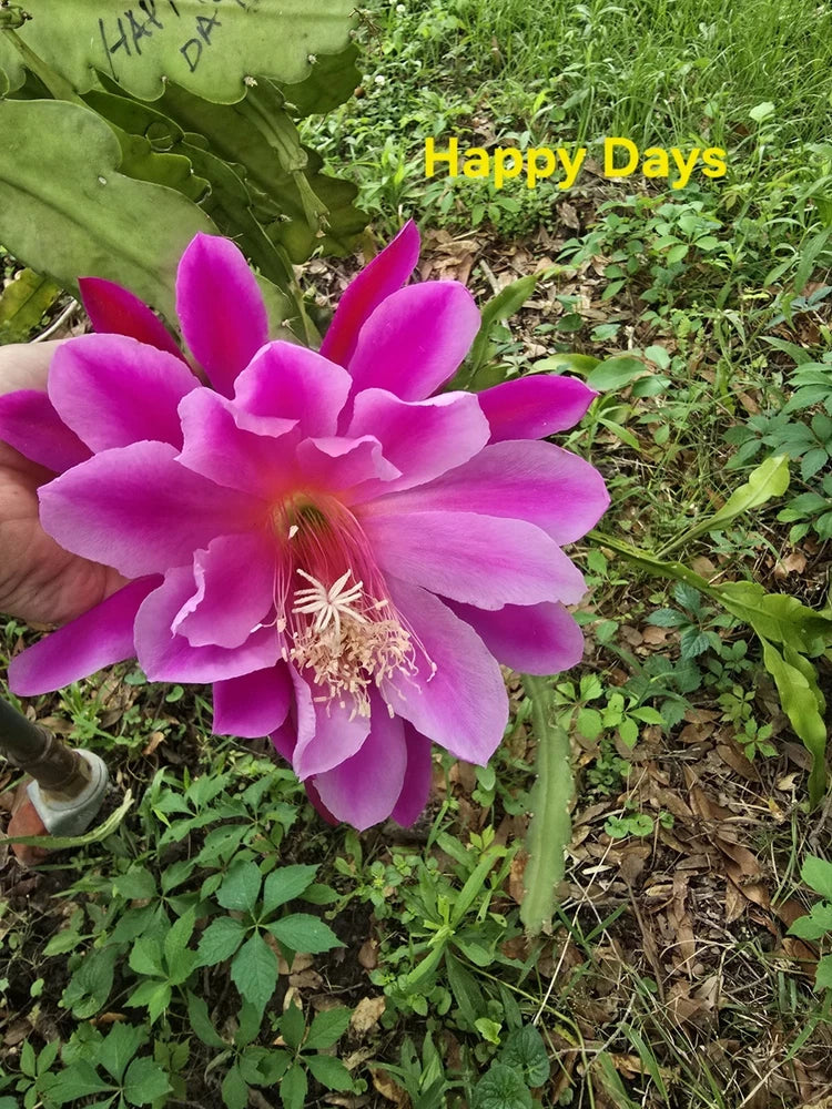 Rooted orchid cactus plant with large purple-pink flower and pale pink center stamens