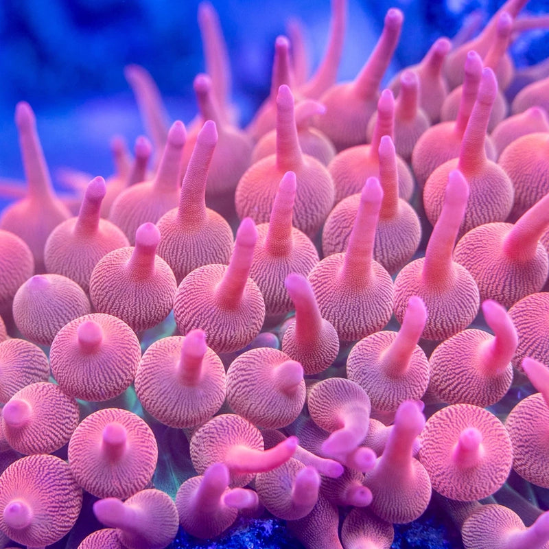 4"+  Aquacultured Rainbow Bubble Tip Anemone Anemone