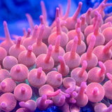 4"+  Aquacultured Rainbow Bubble Tip Anemone Anemone