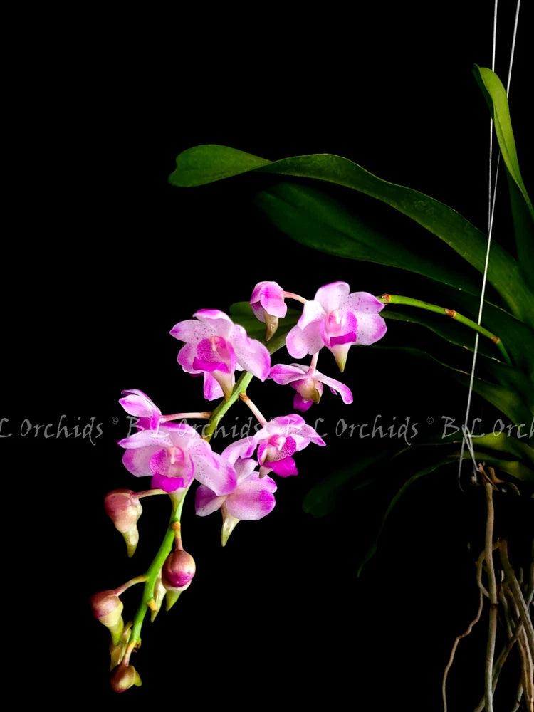 Pink orchid stem with green leaves and multiple flower buds