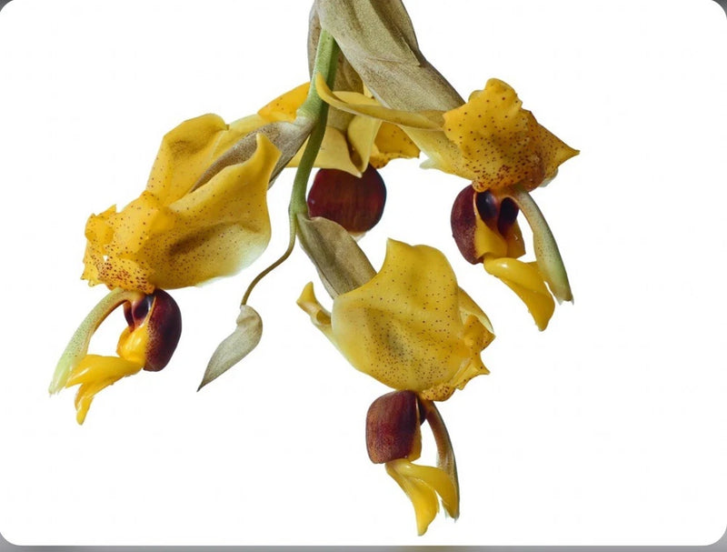Yellow orchid flowers with red-brown centers on a single stem cluster