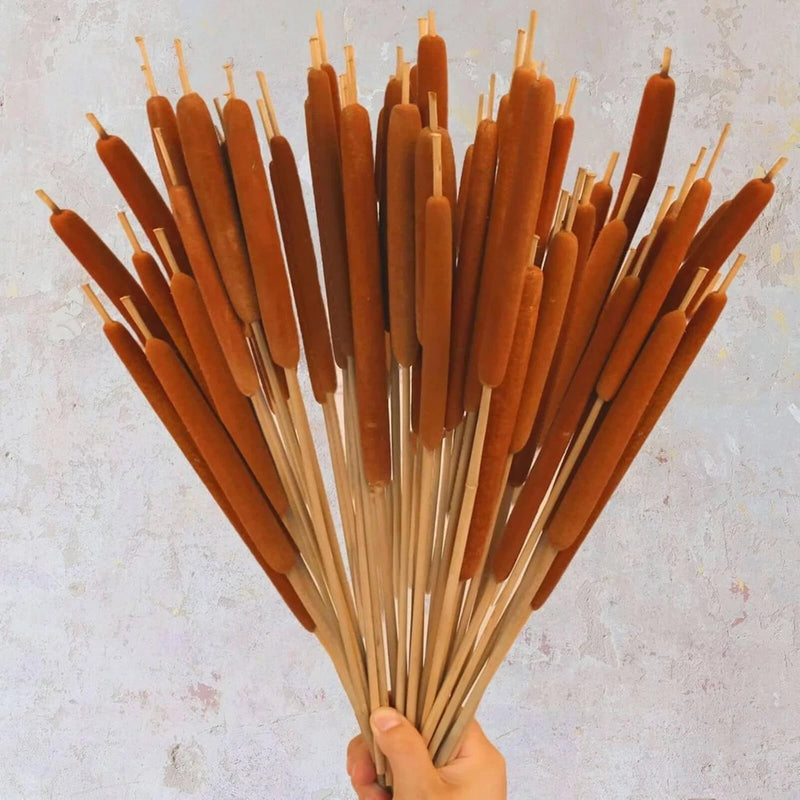 Dried cattail flower stems, natural brown seed heads on slender tan stalks