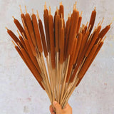 Dried Natural Brown Cattails Flowers - 20PCS Real Broadleaf Pencil Cattail Stems Dried Flower