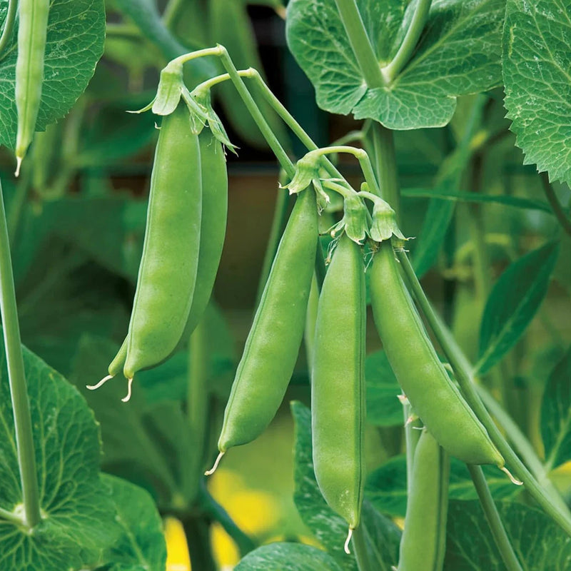 Sugar Daddy Snap Pea Seeds - 200+ Count - For 2026 Planting USA Garden Vegetable Garden Plants