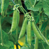 Sugar Daddy Snap Pea Seeds - 200+ Count - For 2026 Planting USA Garden Vegetable Garden Plants